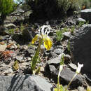 Image of Moraea flava Goldblatt & J. C. Manning