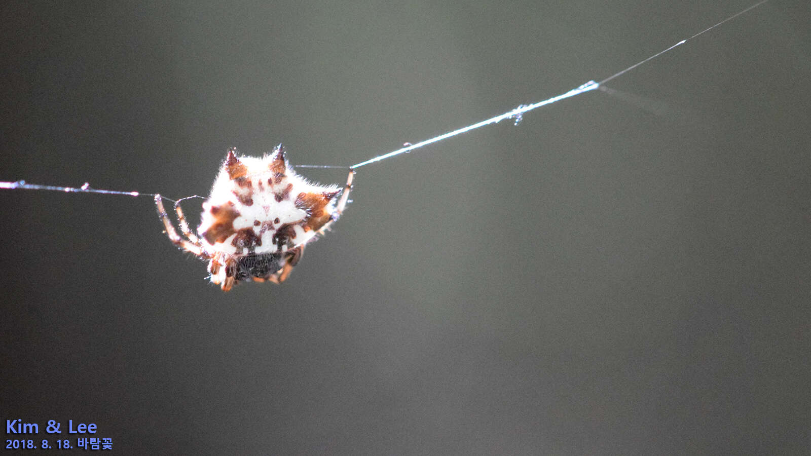 Image of Gasteracantha kuhli C. L. Koch 1837