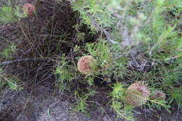 Imagem de Banksia telmatiaea A. S. George