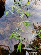 Image of Southern Water Grass