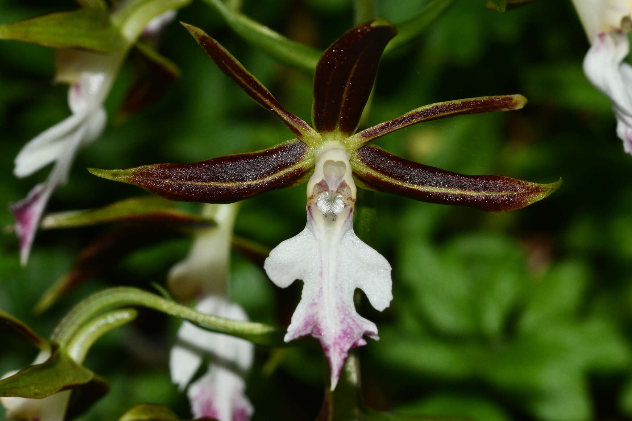 Image of Calanthe arcuata Rolfe