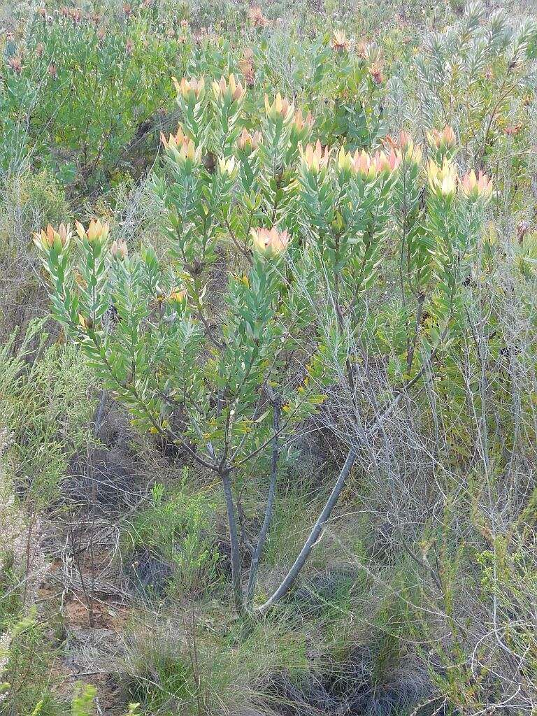 Image of Leucadendron burchellii I. J. M. Williams