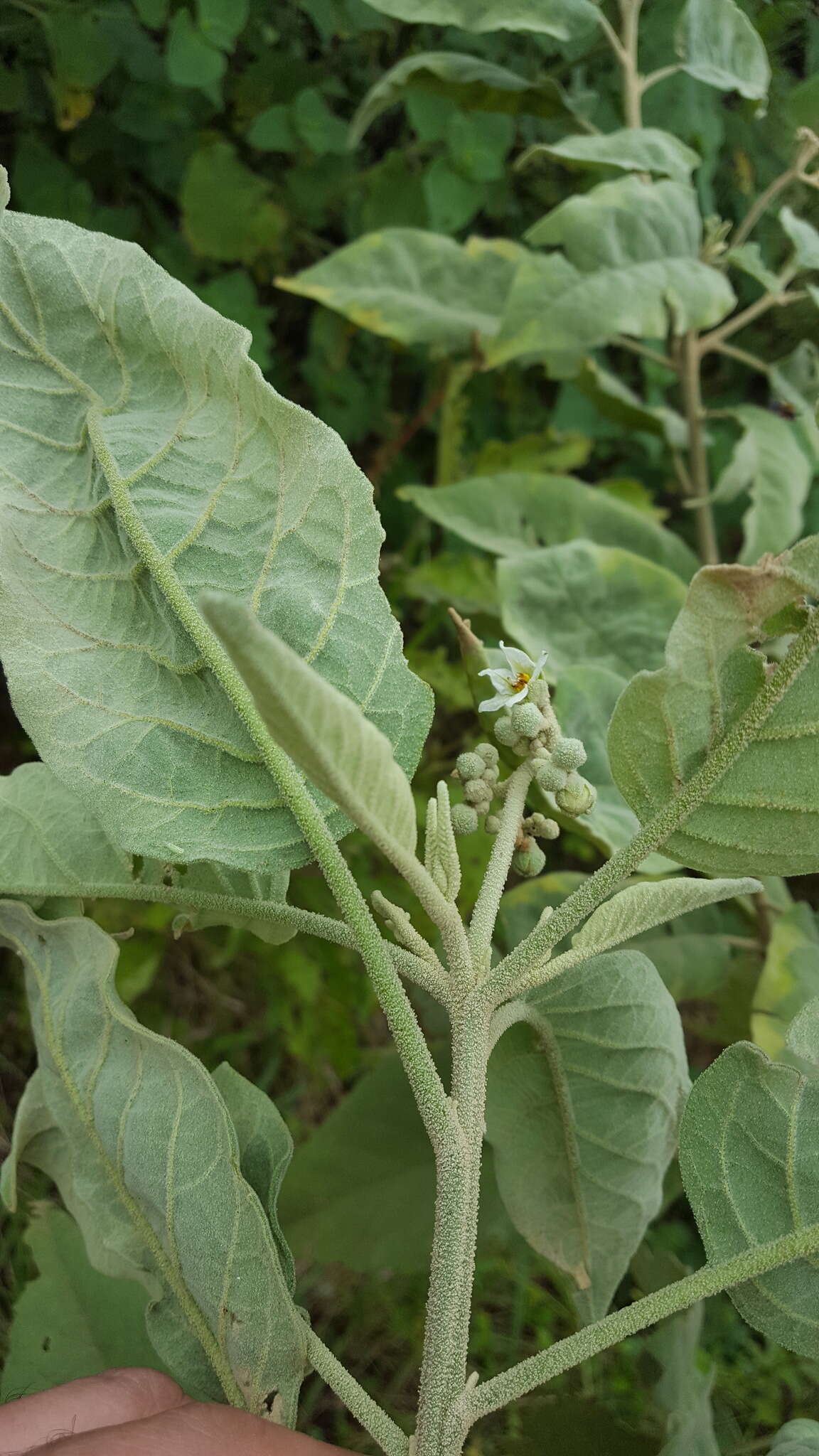 Image of potatotree