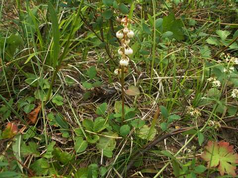 Image of common wintergreen