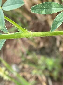 Image of alfalfa