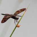 Image of Rhyothemis aterrima Selys 1891