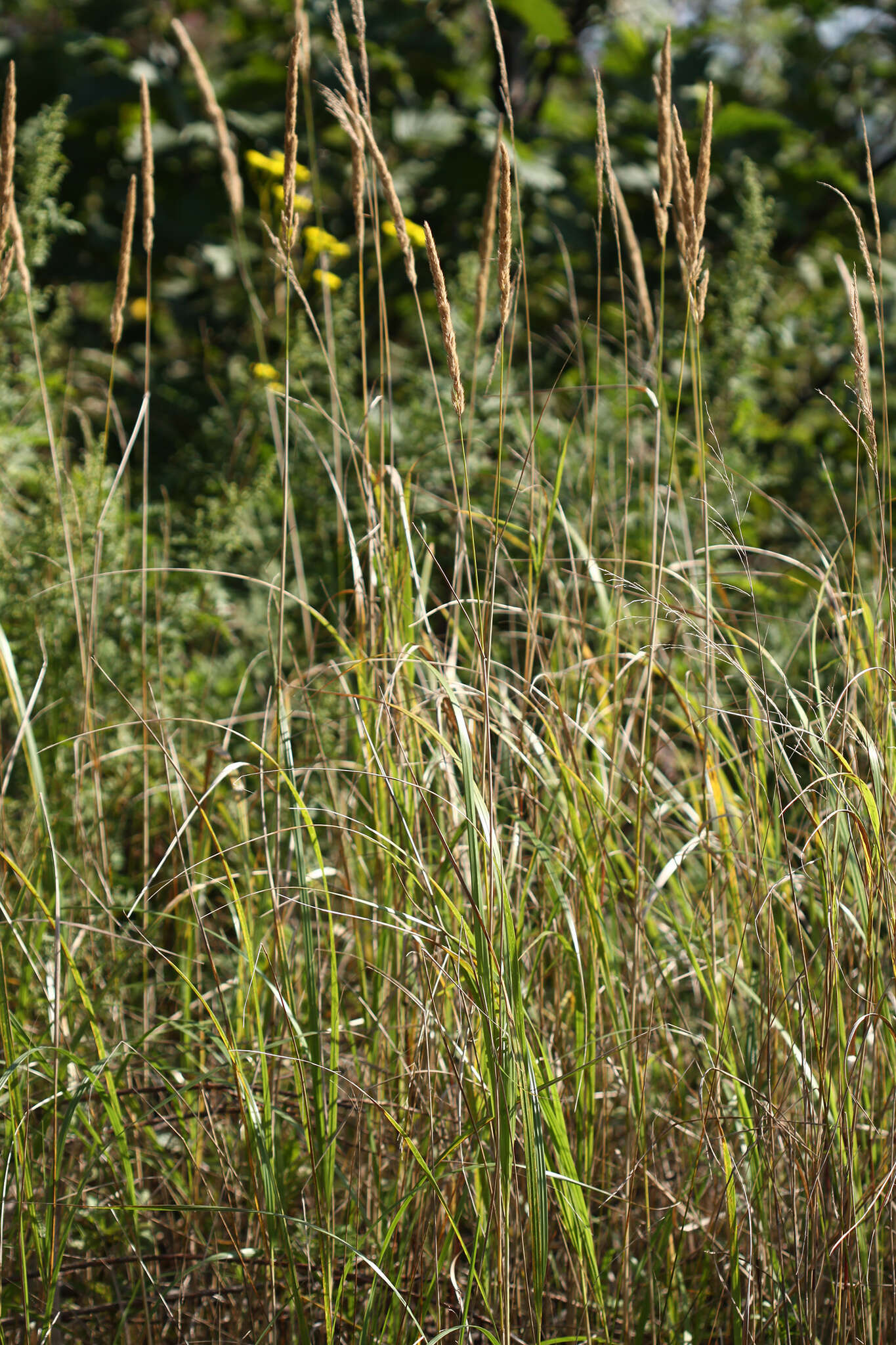 Image of Calamagrostis extremiorientalis (Tzvelev) Prob.