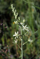 Image of Ornithogalum ponticum Zahar.