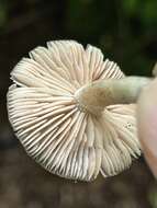 Sivun Entoloma abbreviatipes (Largent) Noordel. & Co-David 2009 kuva