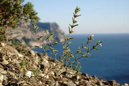 Image of summer savory