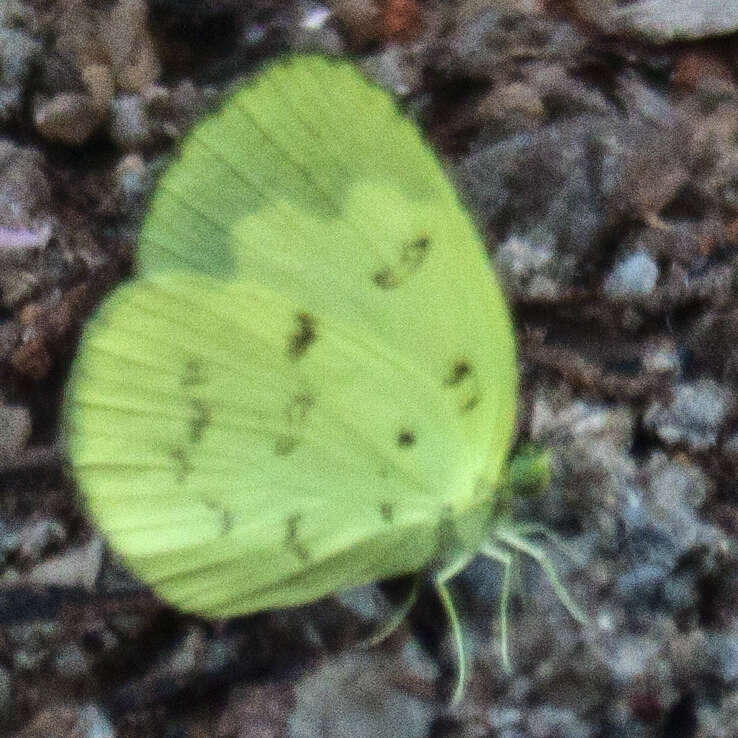 Imagem de Eurema ada (Distant & Pryer 1887)