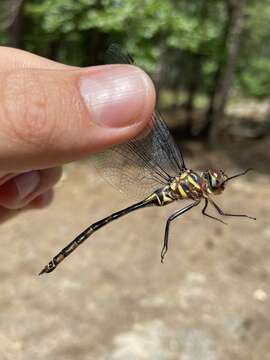 Image of Treetop Emerald