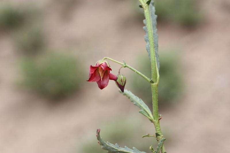 Image de Hermannia glabrata L. fil.