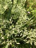 Eupatorium rotundifolium var. scabridum (Ell.) A. Gray resmi