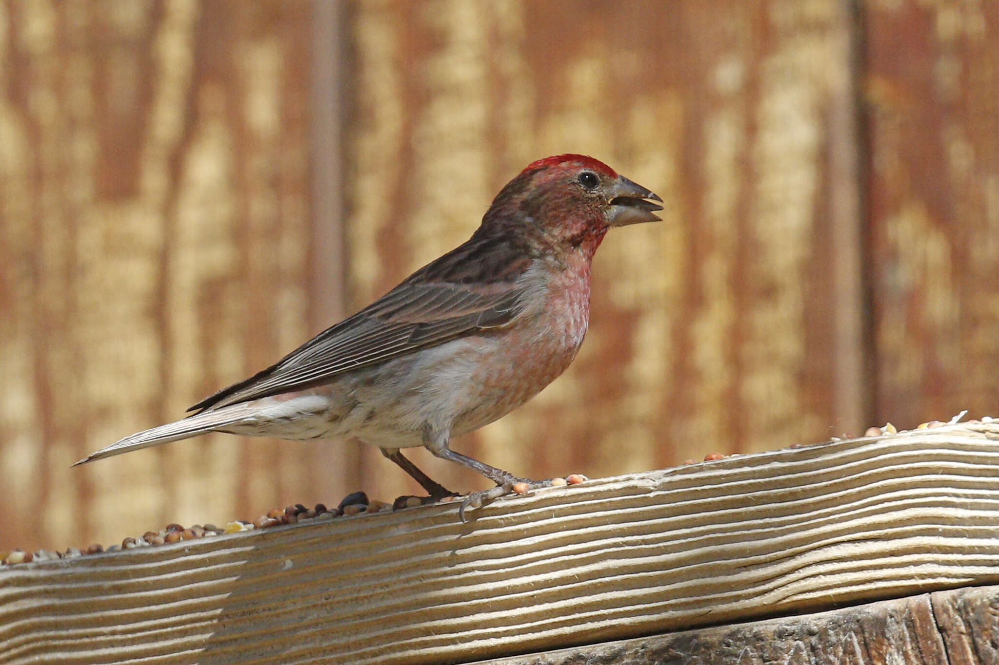 Image of Cassin's Finch