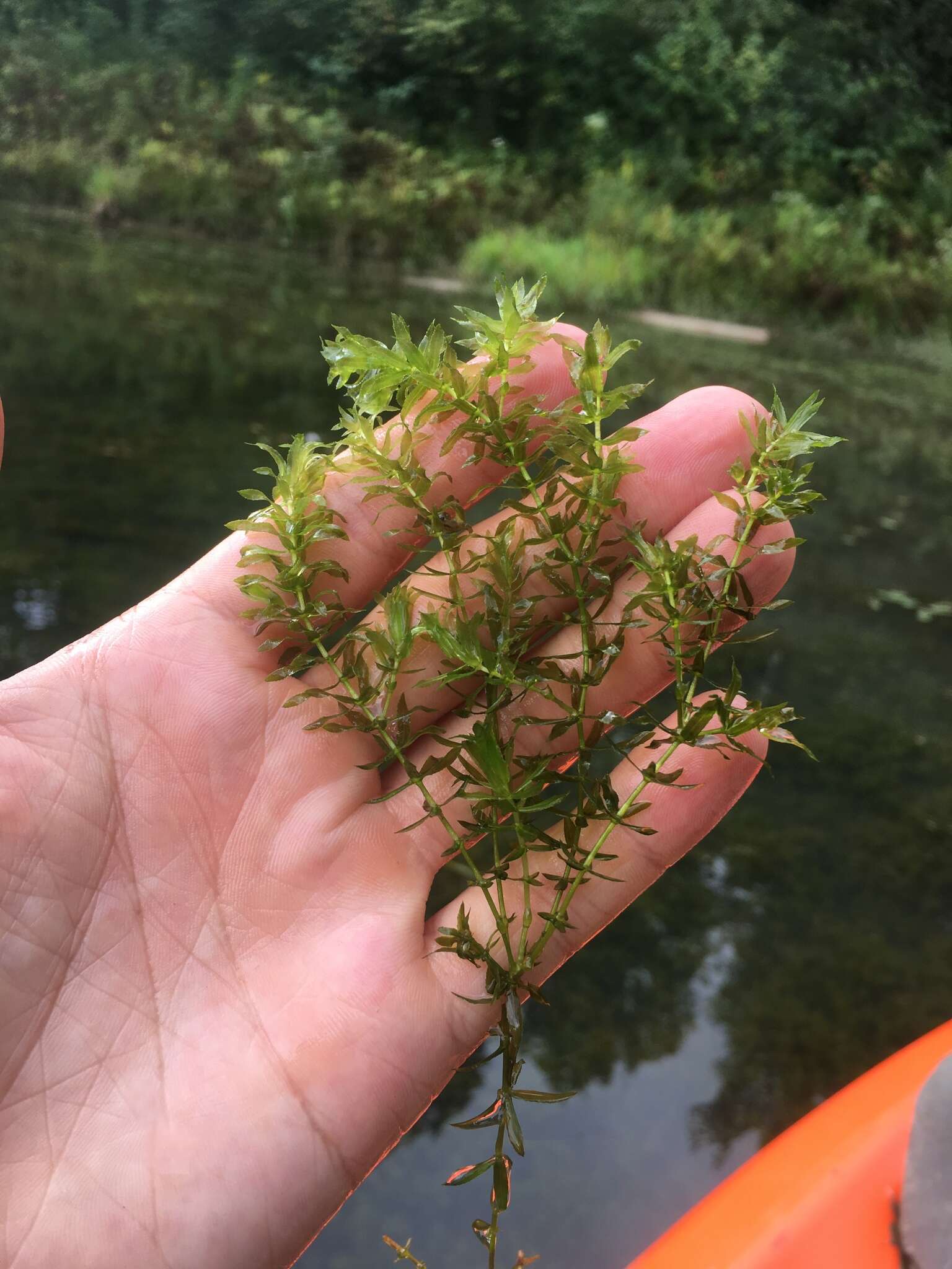 Слика од Hydrilla