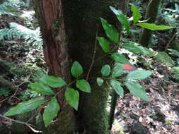 Слика од Doratoxylon apetalum (Poir.) Radlk.