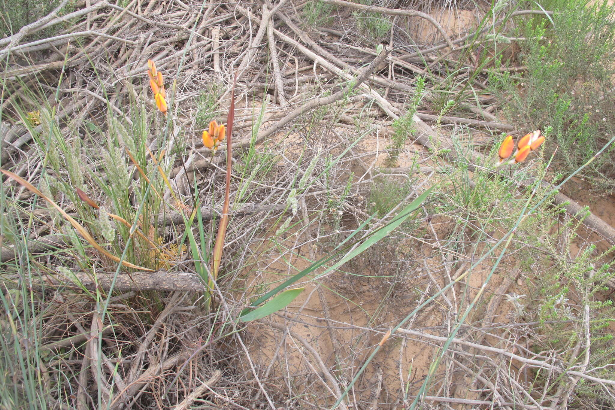 Image of Ixia calendulacea Goldblatt & J. C. Manning