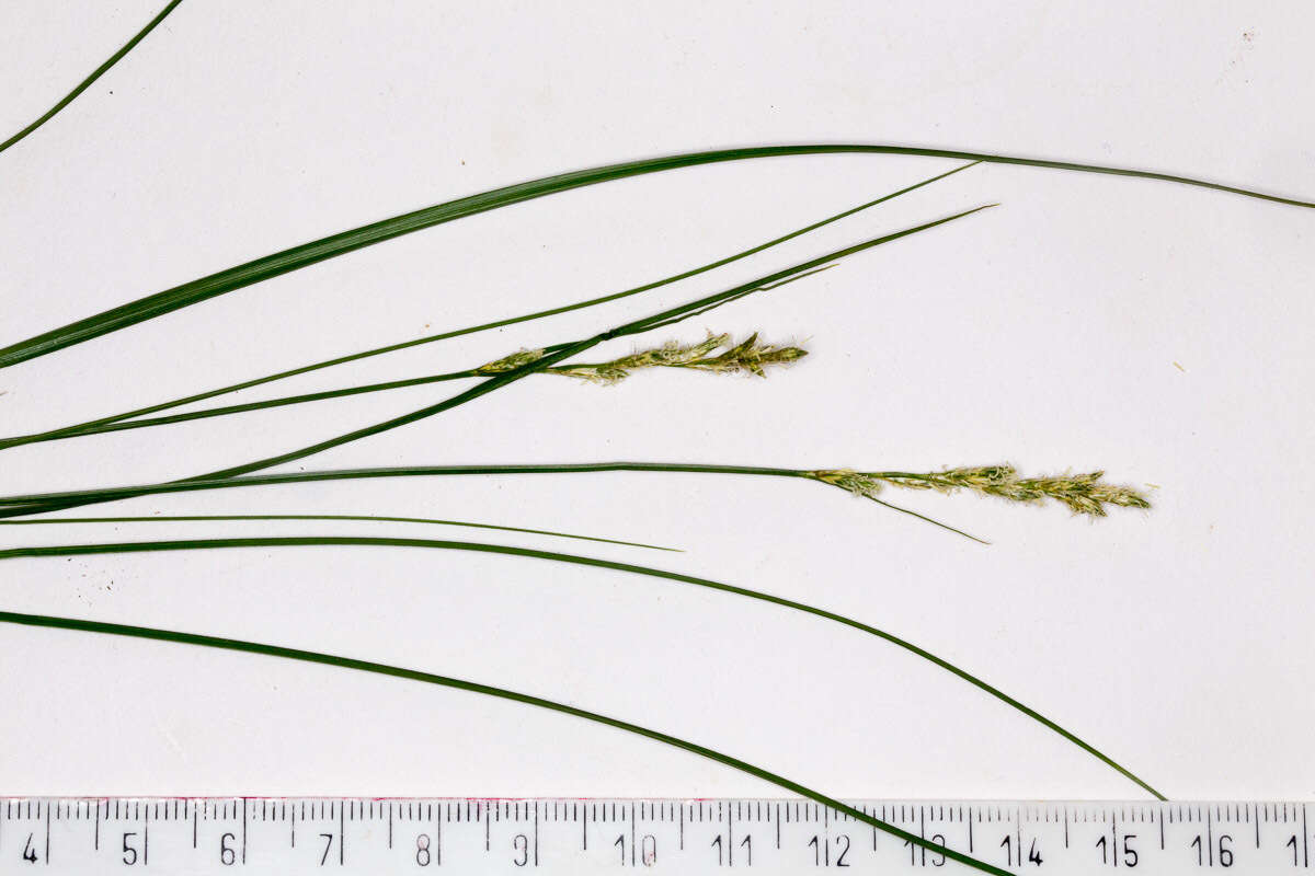 Слика од Carex brizoides L.