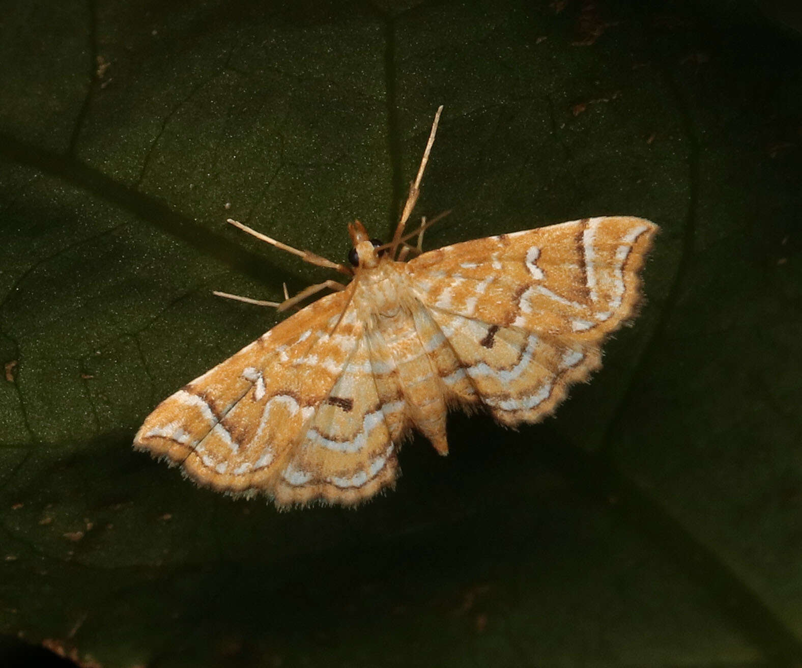 Image de Musotima ochropteralis Guenée 1854