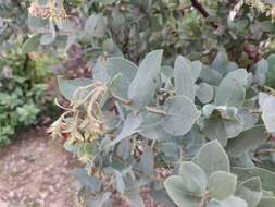 Image of Schreiber's manzanita