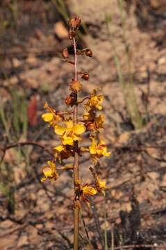 Image of Cyrtopodium cristatum Lindl.