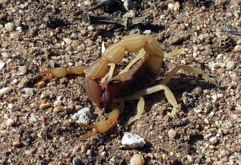 Sivun Parabuthus capensis (Ehrenberg 1831) kuva