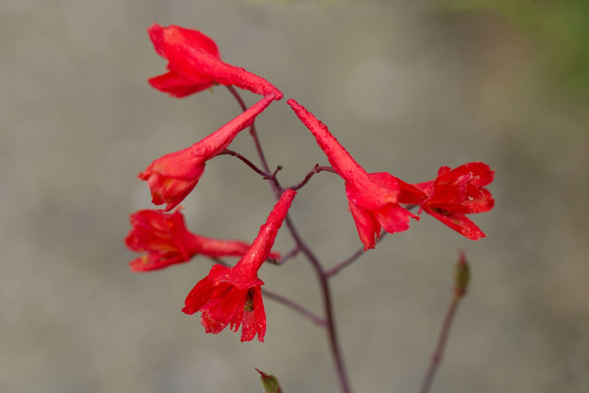 Image of red larkspur