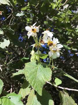 Image de Sparrmannia africana L. fil.