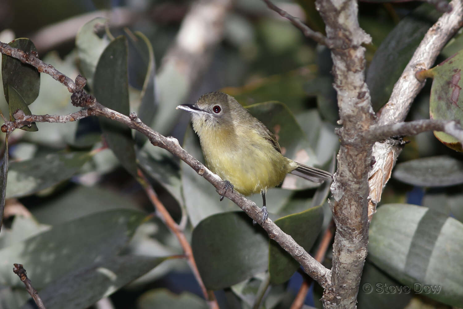 Image of Fairy Gerygone