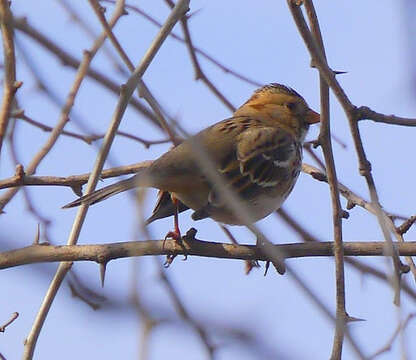 Image of Harris's Sparrow