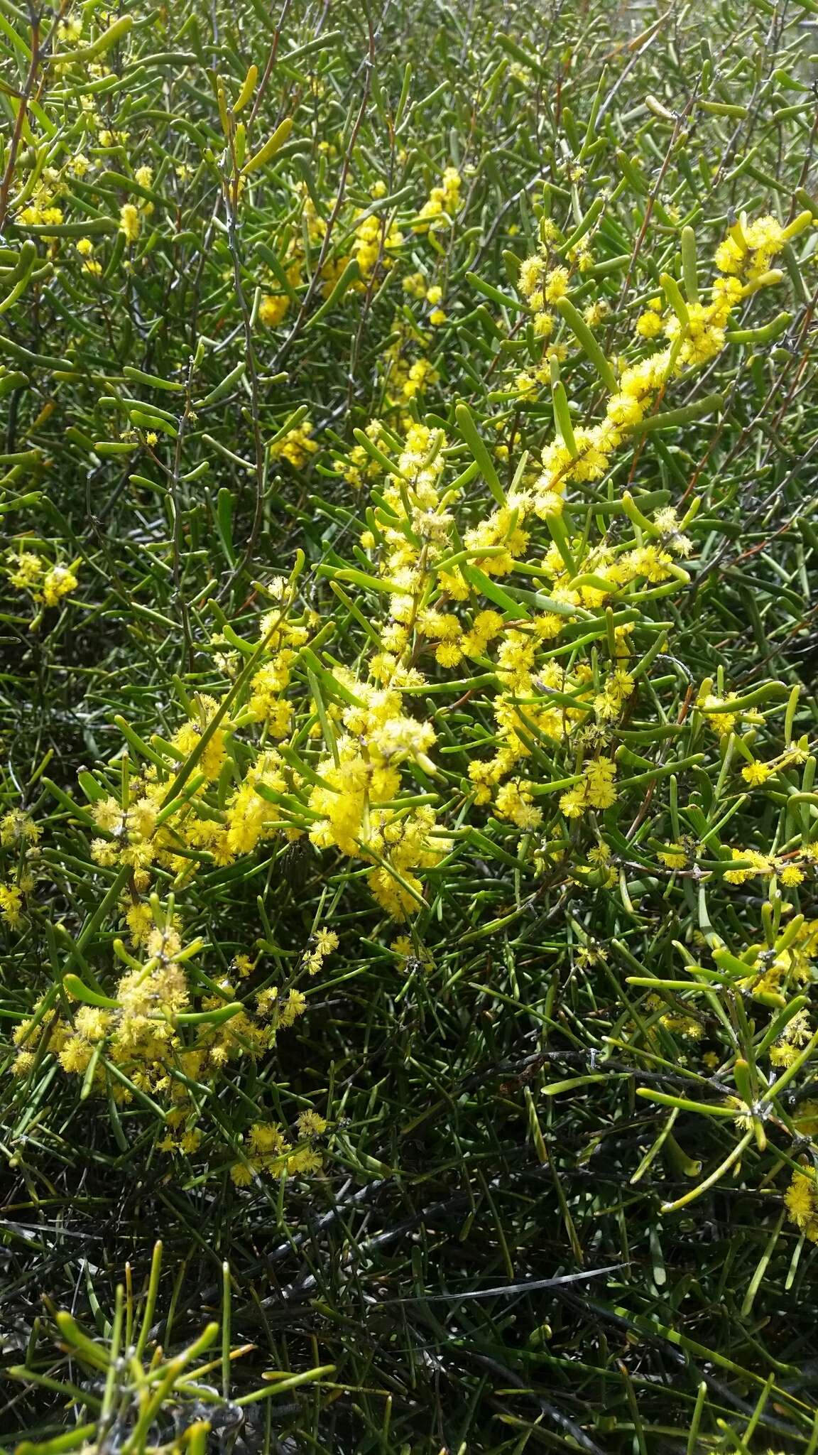 Image of Acacia farinosa Lindl.