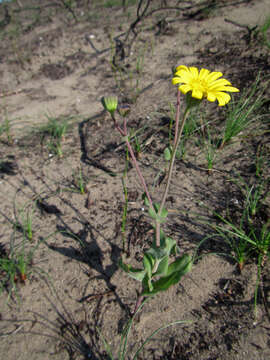 Image of Othonna rufibarbis Harv.