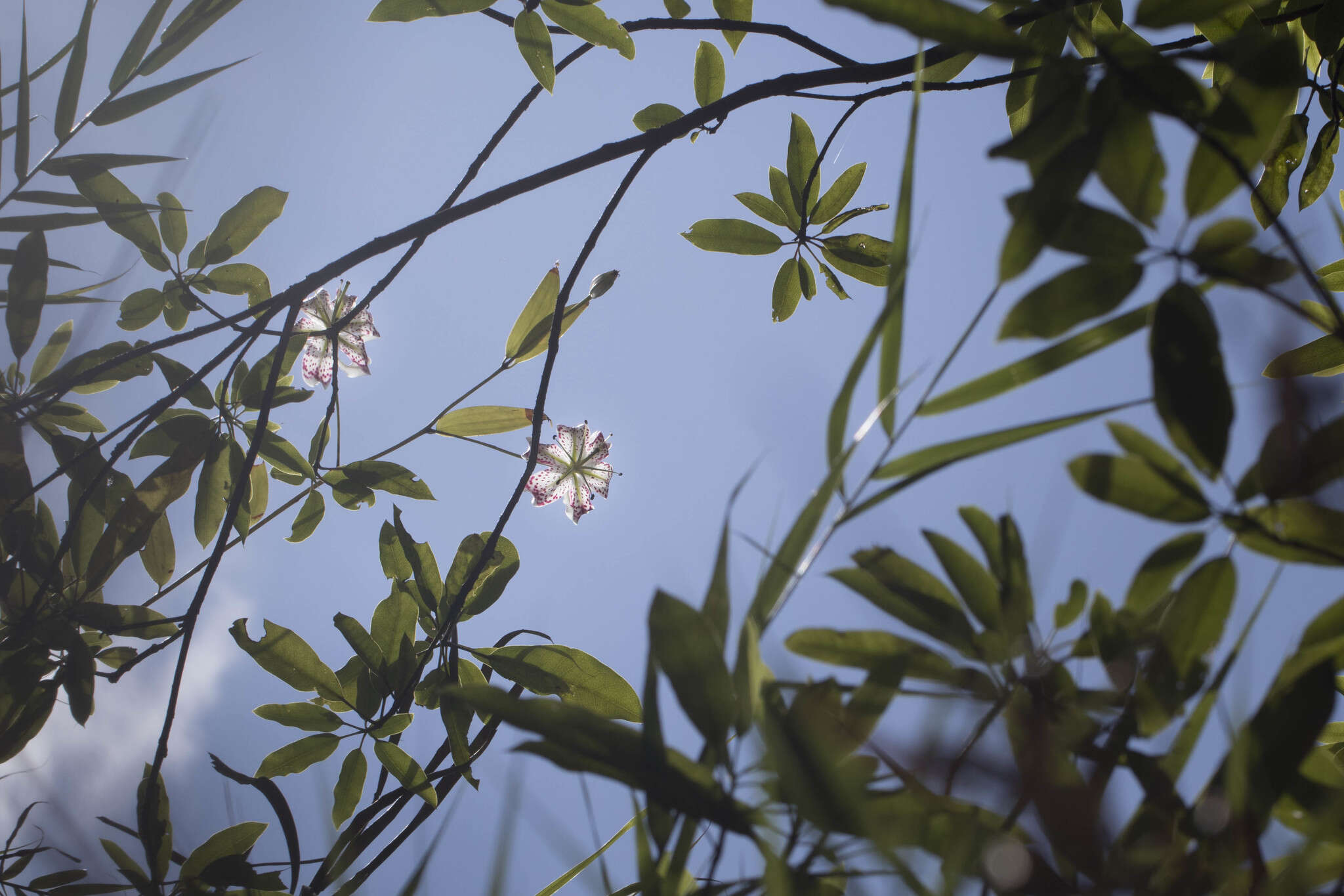 Image of Lilium speciosum Thunb.