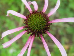 Image of sanguine purple coneflower