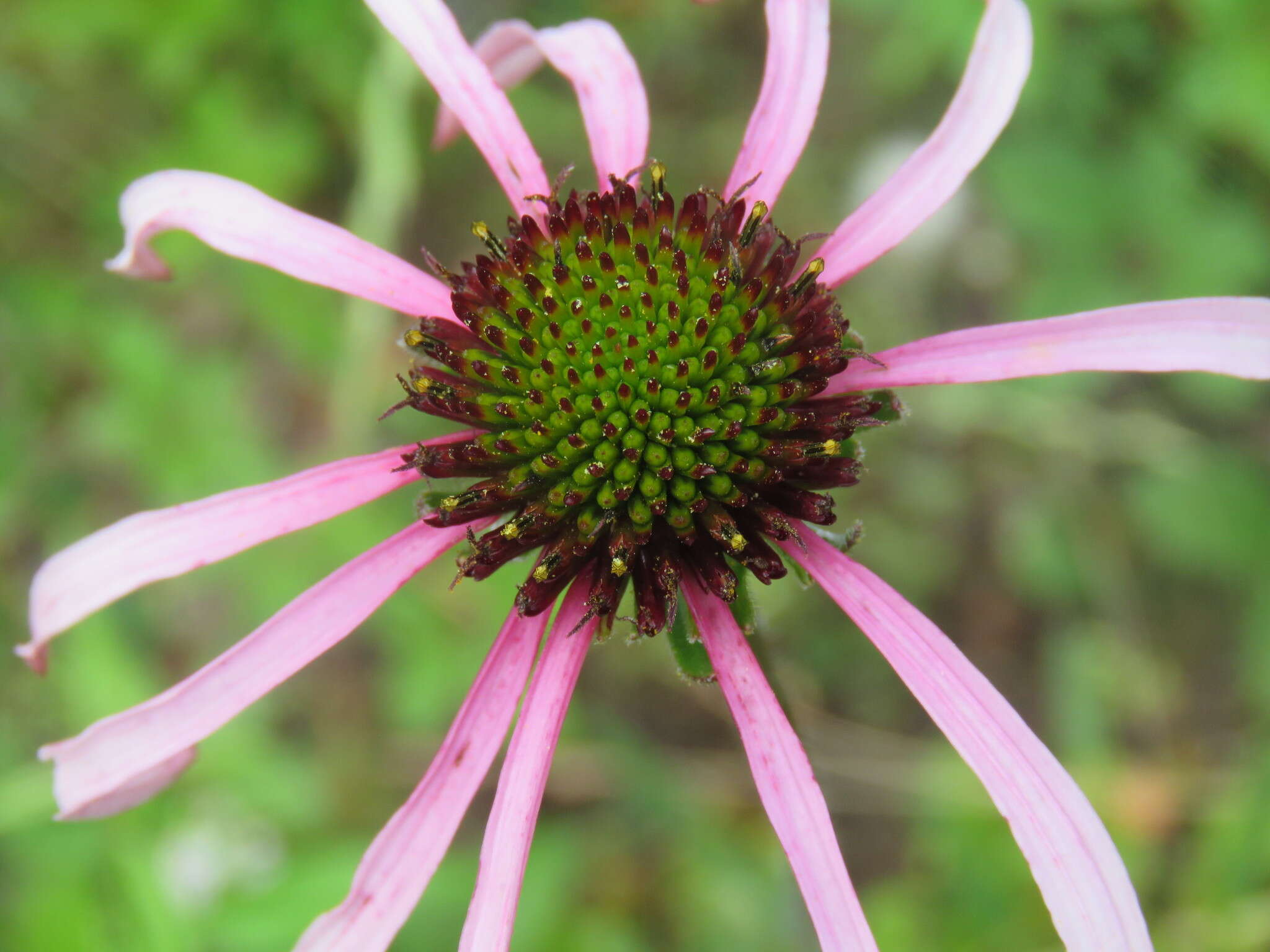 Image of sanguine purple coneflower