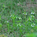 Image of Leucas zeylanica (L.) W. T. Aiton