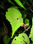 Image of Begonia melinauensis S. Julia & Kiew