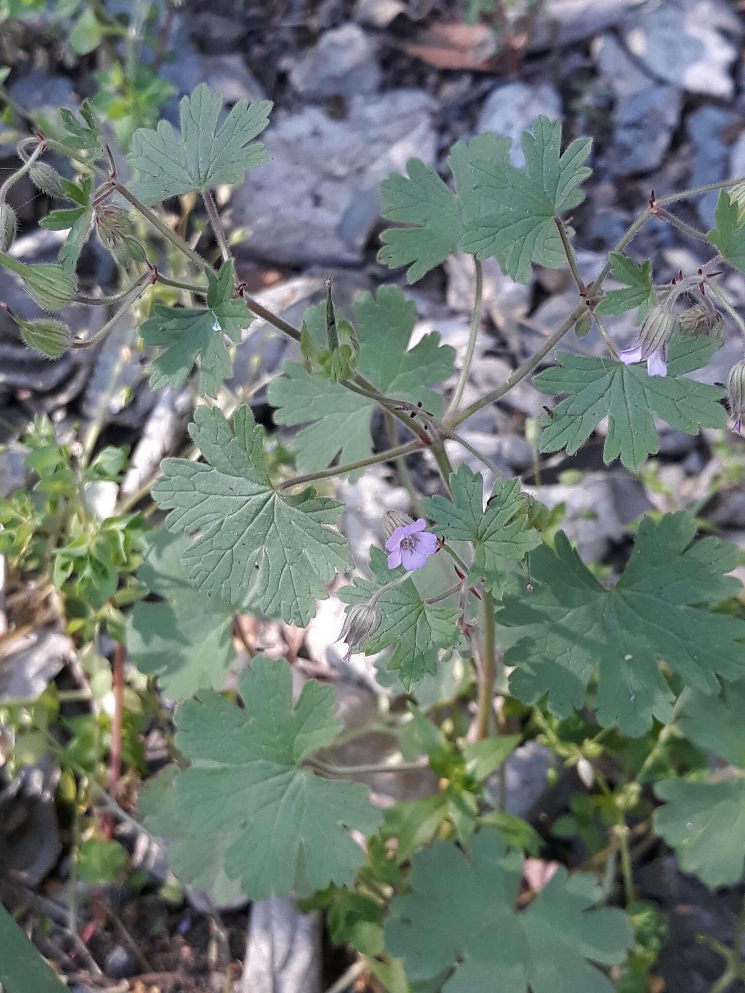 Image of Round-leaved Crane's-bill