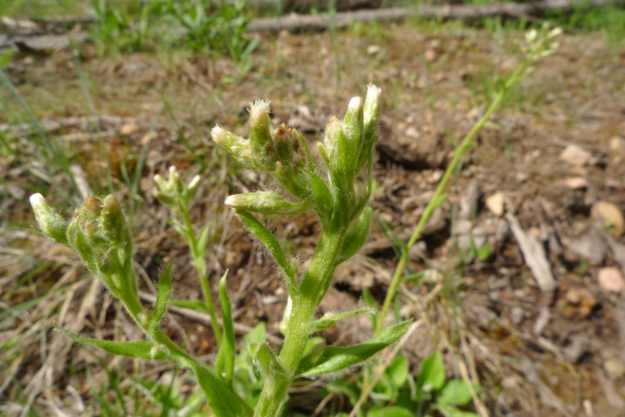 Imagem de Antennaria racemosa Hook.