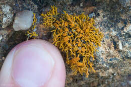 Image of coral orange lichen