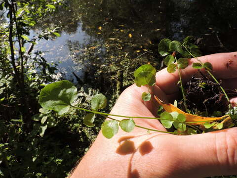 Image of Cardamine dentata Schult.