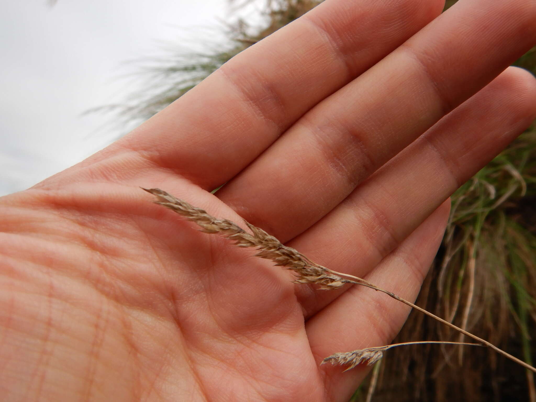 Image of Festuca petraea Guthnick ex Seub.