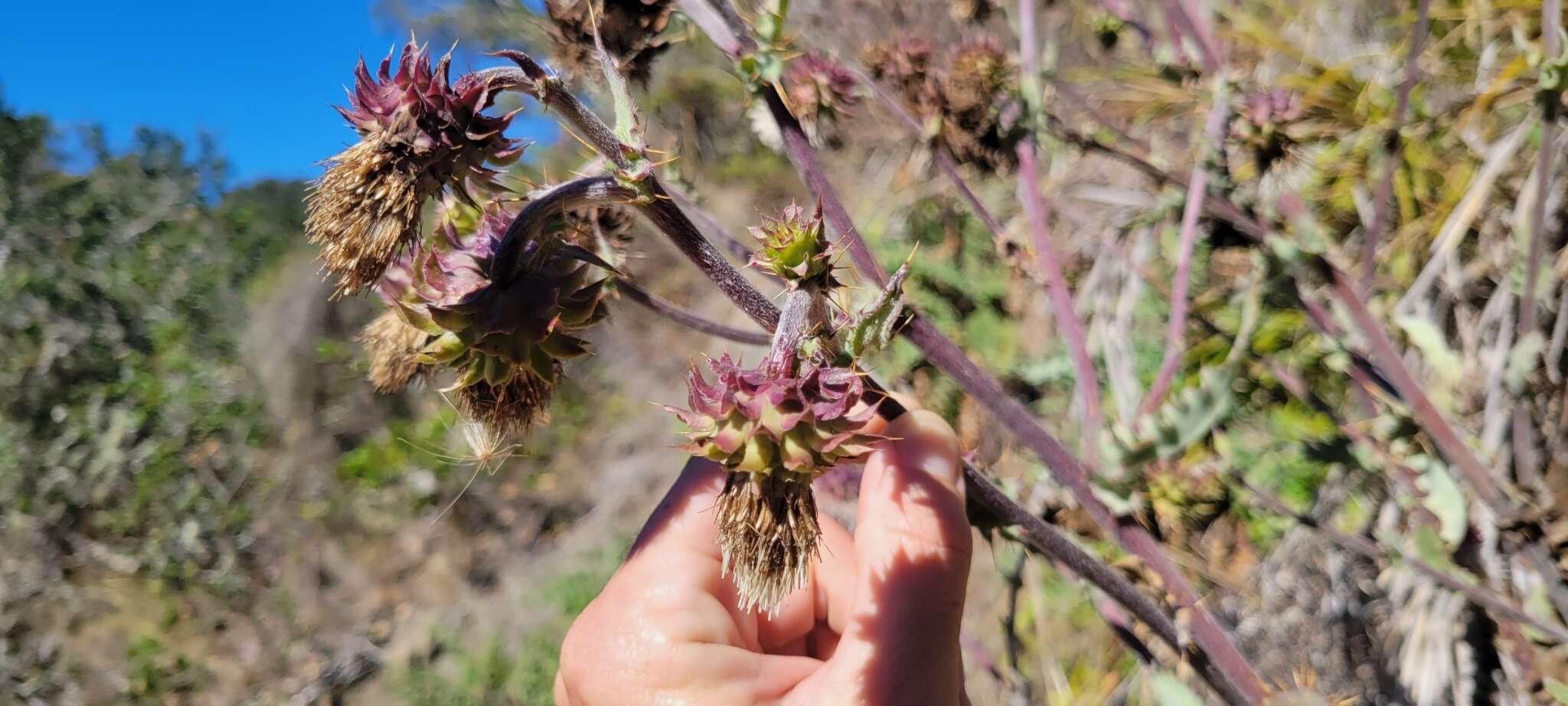 Image of Fountain Thistle