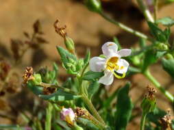 Image de Sutera halimifolia (Benth.) Kuntze