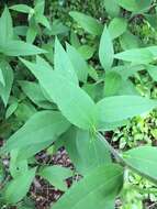 Image de Helianthus resinosus Small