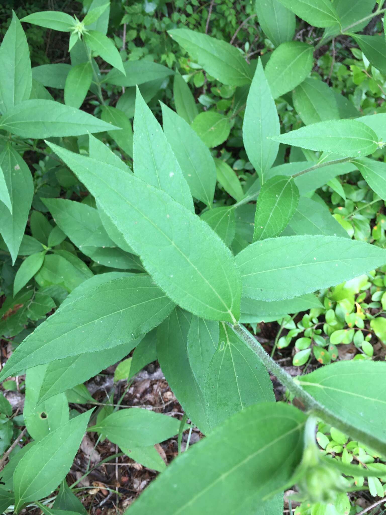 Image de Helianthus resinosus Small