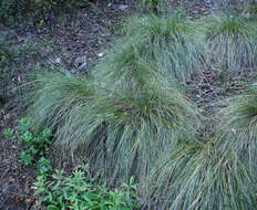 Image of pine muhly