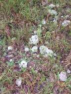 Image de Cladonia subtenuis (Abbayes) A. Evans