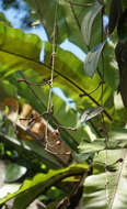 Image of Hoya latifolia G. Don